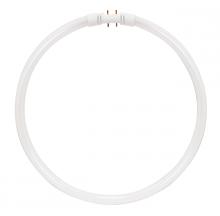  S8160 - 40 Watt; T5; Circline Fluorescent; 4100K Cool White; 82 CRI; 2GX13 (4-Pin) base