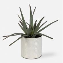  60210 - Taos Aloe Centerpiece