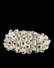  1200-0429 - Sulawasi Shells